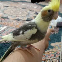 جوجه عروس هلندی دستی