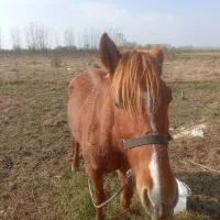 اسب|اسب و تجهیزات اسب‌سواری|رشت, فرودگاه سردار جنگل رشت|دیوار