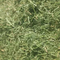 یونجه خورد شده درجه یک|لوازم جانبی حیوانات|کرمان, |دیوار