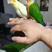 گمشده