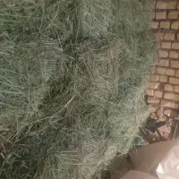 یونجه انباری درجه یک|لوازم جانبی حیوانات|کوهدشت, |دیوار