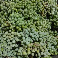 غوره آبدار تازه
