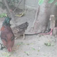 مرغ و خروس جوان