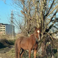 فروش مادیان ۳سال ،۶ماهه باردار از نریان ابلغ