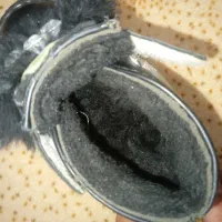 کفش|کفش و لباس بچه|ایلام, |دیوار