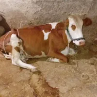 فروش دام
