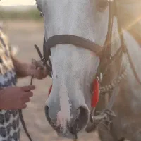 دو عدد اسب نژاد کورد|اسب و تجهیزات اسب‌سواری|دماوند, دماوند|دیوار