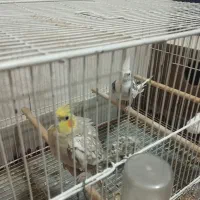 یک جوفت عروس هلندی