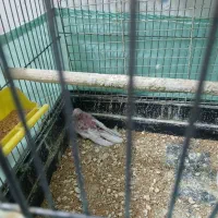 جفت عروس هلندی البینیوباجوجه|پرنده|سوسنگرد, |دیوار