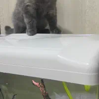 توله های اسکاتیش فولد