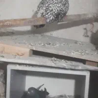 مرغ تخم گزار