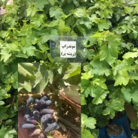 نهال انگور گلدانی آماده کاشت/ ارسال از شهر تاکستان