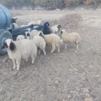 بره پرواری|حیوانات مزرعه|کرمانشاه, |دیوار