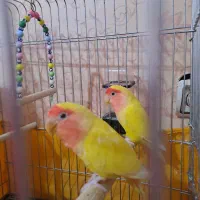 طوطی برزیلی|پرنده|هشتگرد, هیو|دیوار