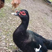 اردک اسرائیلی نر