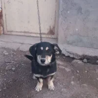 واگذاری توله سگ پاکوتاه ماده