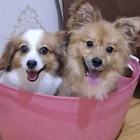 سگ پامر اشپیتز|سگ|اصفهان, ملکشهر|دیوار