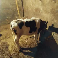 گوساله ماده فروش فوری