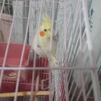 عروس هلندی جوان|پرنده|فلاورجان, |دیوار