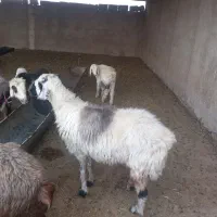 فروش ۴ میش و۴بره