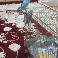 اهواز کوت عبدالله|پرنده|کارون, |دیوار