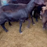 20راس میش و بره جوان