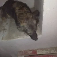 سگ پاکوتاه|سگ|مشگین شهر, |دیوار