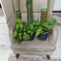 انواع گل پتوس اگلونما دیفن برگ انجیری فیکوس قاشقی|گل و گیاه طبیعی|تهران, جیحون|دیوار