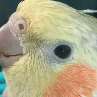 عروس هلندی گمشده