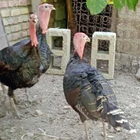 دوعدد جلو مبلی وسه عدد بوقلمون دوساله به فروشی|حیوانات مزرعه|ارومیه, |دیوار