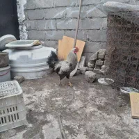 حیوانات مزرعه