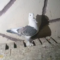 کفتر|پرنده|باسمنج, |دیوار