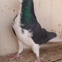 کبوتر دمگیر بدرنگ طوقی شیرازی|پرنده|شاهین‌شهر, نبوت|دیوار