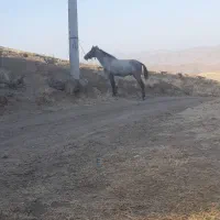 کره نریان