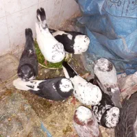 یک جفت کفتر تهرانی