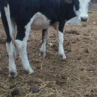 تلسه|حیوانات مزرعه|فراغی, |دیوار