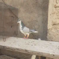 کبوتر|پرنده|فسا, |دیوار