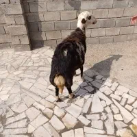 بره قوچ افشار جنس