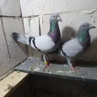 کبوتر