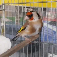 سهره نر شرور
