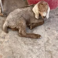 جهت کادو