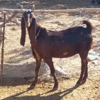 سه راس بز بزغاله میش قوچ آس