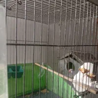 فنج نرگسی|پرنده|قم, دروازه چوبی|دیوار