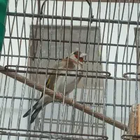 سهره|پرنده|شیراز, تندگویان|دیوار