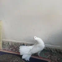 پرنده