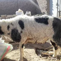 بره نر جری|حیوانات مزرعه|زاهدان, |دیوار