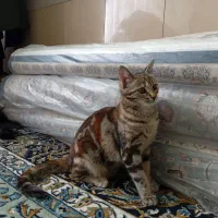 گربه خانگی|گربه|مرند, |دیوار