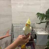 عروس هلندی دستی|پرنده|یزد, |دیوار