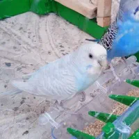 مرغ عشق گم شده