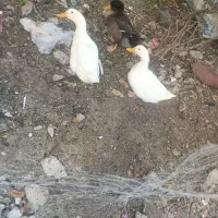 سه عدد اردک شاداب